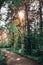 Road through beautiful and wild forest with sunlight through trees, Path through dense pine forest und blue sky and sunshine