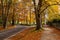 Road bending under orange autumn trees.