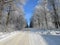 Road between the big trees in the wintertime.