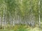 The road through the birch forest in Russia