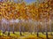 Road in a birch grove, fallen autumn leaves