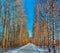 Road in a birch and poplar grove on a sunny winter day
