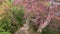 Road among blossom cherry trees in spring garden. Sakura season