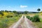 Road at blossom field, Portugal.