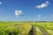 Road in a blossoming field to the lake blue sky white clouds