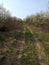 The road through the blossoming orchard