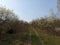 The road through the blossoming orchard