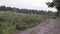 Road in Cannock chase forest,  UK