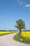 Road in the canola field.