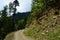 The road for cars going over a large mountain in the background of a mountain forest