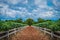 Road in Cassava farm with fence