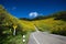 Road center of Yellow Mexican sunflower field