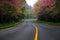 A road with cherry blossom