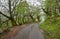 The road through chestnut grove