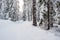 Road cleared of snow passes through a beautiful snowy forest. Wonderful winter landscape.