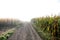 Road corn field, early morning light, autumn season