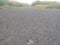 road, corn field, grass, and trees in evening day