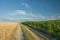 Road and corn field, horizon and white clouds in the blue sky