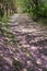 Road covered with cherry blossoms