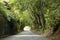 Road covered by lush green trees