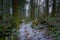 Road covered by snow and falling leaves between mossy trees In Upper Luther Burbank Park