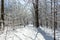 Road covered with snow. Winter path with frozen trees