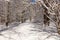 Road covered with snow. Winter path with frozen trees