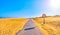 A road crossing an arid dune terrain with a No overtaking sign