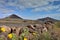 Road crossing a volcanic and flowery landscape on the island of Lanzarote in the Canary Islands