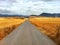 Road crossing a yellow field of freshly harvested barley. Concept of peace, purity and energy