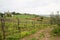 Road Curving Through Vineyards