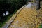 Road cut into the slope. above and below the road is a stone dry wall. nature trail through the autumn park with a drain and a met