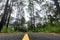 Road Cuts Through Redwood Forest in Thailand