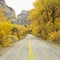 Road cutting through Aspen trees.