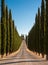 Road with cypresses in Tuscany, typical tuscanian landscape