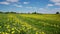 Road in the dandelion field