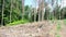 Road through dead trees. European spruce bark beetle attacked trees