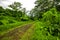 Road deep in the tropical dense vibrant lush forest