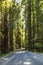 Road through the dense forest with redwood trees