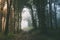 Road through enchanted forest with mysterious fog