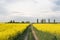 Road through endless rapeseed field. field. Yellow rapeseed fields and cloudy blue sky with clouds in synny weather