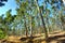 Road through eucalyptus forest