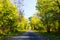 Road through fall forest.