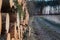 The road through the felling felled trees. Large-scale felling. Detail Freshy cut and ready for transportation pine trunks.