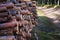 The road through the felling felled trees. Large-scale felling. Freshy cut and ready for transportation pine trunks. Forestry