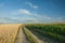 Road and field of corn, horizon and clouds in the blue sky