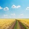 Road in field with golden harvest and blue sky