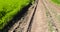 a road in a field with green wheat