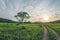 A road in a field. A lonely tree. The sun is setting in the clouds.