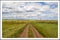 road through a field under white clouds along poppy fields and wheat meadows